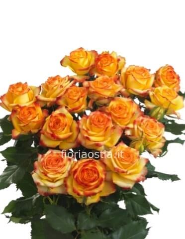 5 Rose arancio 