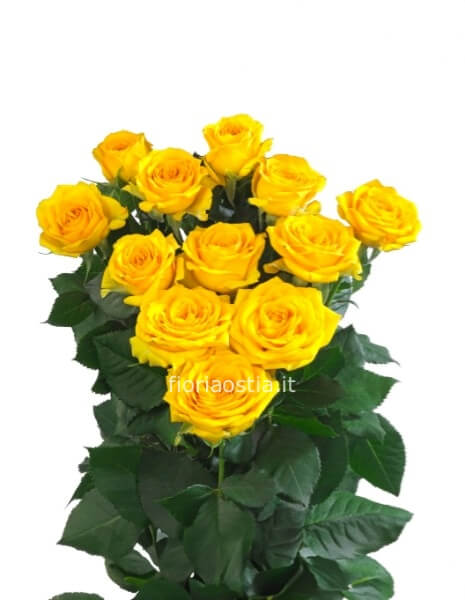 5 rose gialle