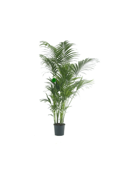 Kentia howea