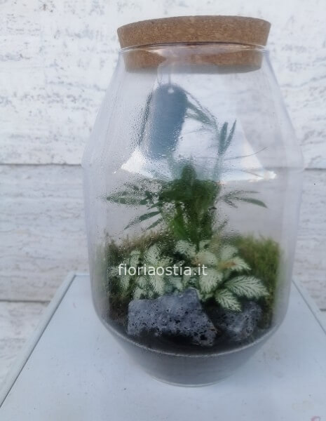 Terrarium 
