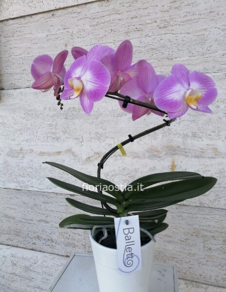 Orchidea Balletto fucsia 